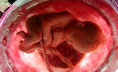 Relacionan la función de la placenta con la salud mental en la edad adulta