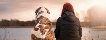 No, las multas por maltratar a un perro no son mayores que por pegar a una mujer