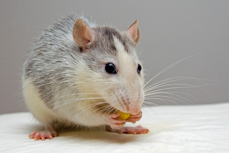 Rata doméstica