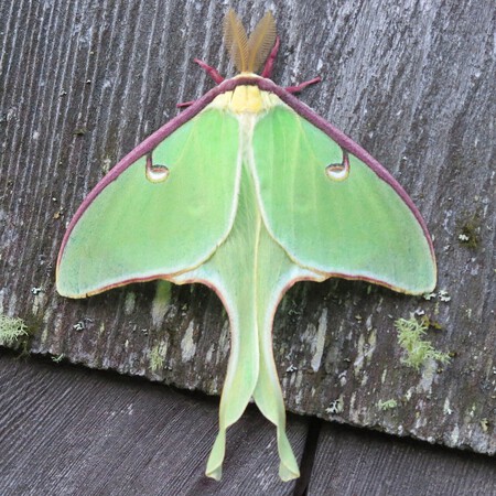 Mariposa-luna