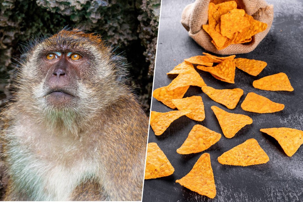 Hemos atiborrado a los monos de Gibraltar de Doritos. Su solución ha sido comer tierra como si fuera omeprazol 