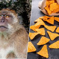 Hemos atiborrado a los monos de Gibraltar de Doritos. Su solución ha sido comer tierra como si fuera omeprazol