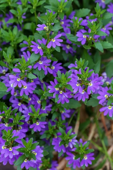 Scaevola