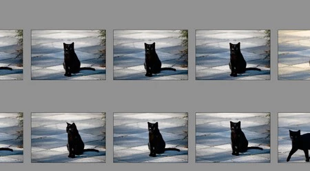 Foto Gato Repetida