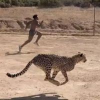 La gira de IShowSpeed por África está siendo una locura, pero no sé en qué momento pensó que era buena idea echar una carrera con el animal más rápido del mundo  