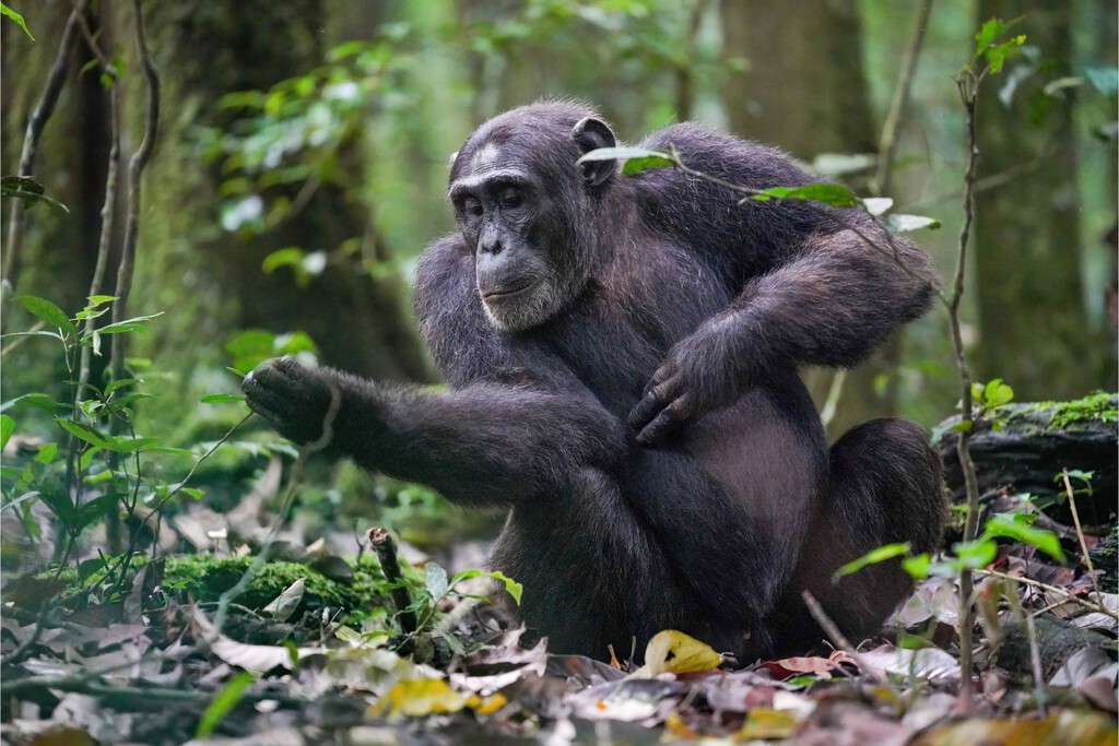 Unos científicos "culpan" a un virus de colarse en el ADN de los chimpancés e impedirles desarrollar un cerebro humano