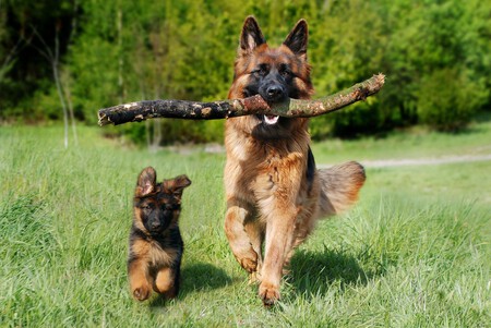 leishmania-perros