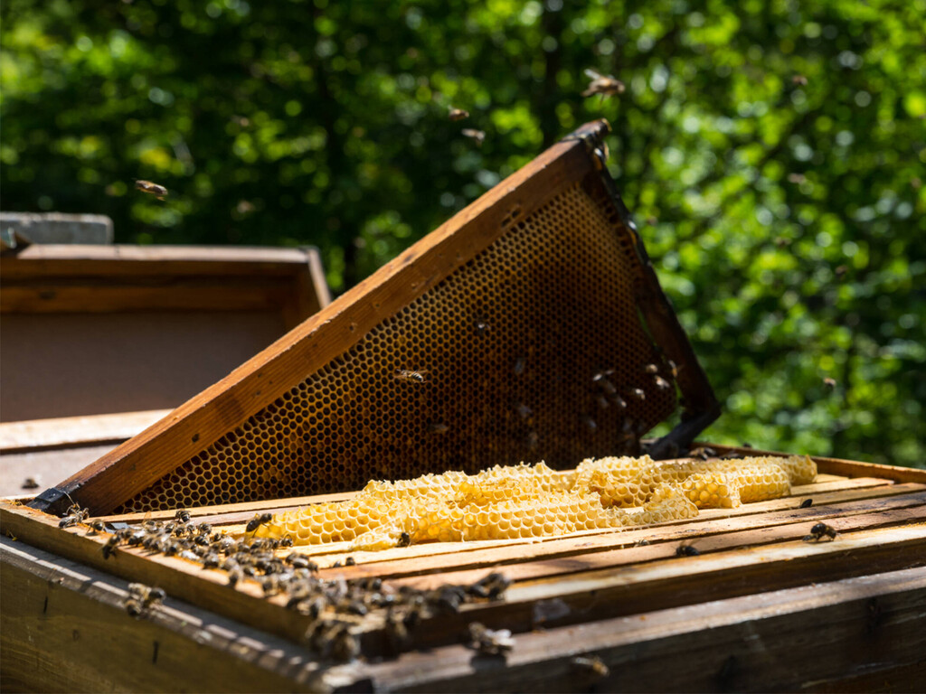 La producción de miel se desploma un 73 % en León tras una campaña fatal donde los apicultores empiezan a temer por una elevada mortalidad de abejas durante el invierno