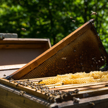 La producción de miel se desploma un 73 % en León tras una campaña fatal donde los apicultores empiezan a temer por una elevada mortalidad de abejas durante el invierno 