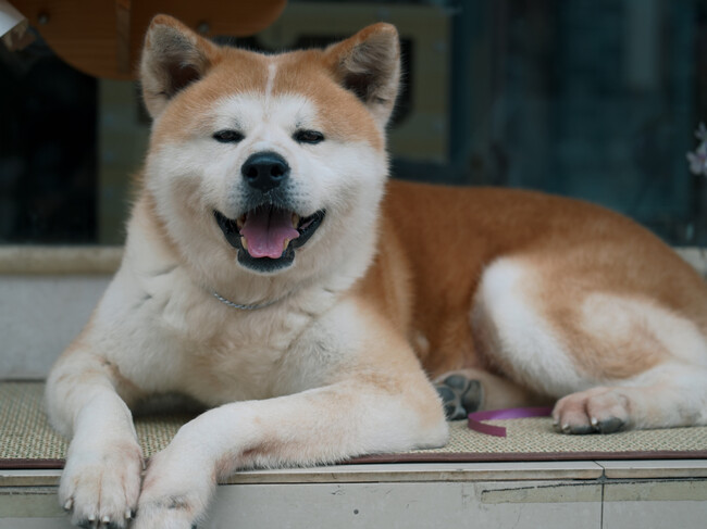 Perro Japones