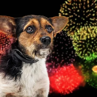No le des relajantes musculares a tu perro si tiene miedo al ruido y a los petardos 