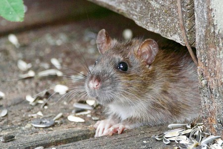ratas