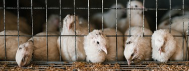 España es el país de Europa con más animales enjaulados sumando más de 86 millones 