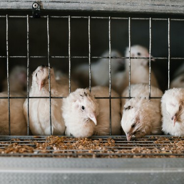 España es el país de Europa con más animales enjaulados sumando más de 86 millones 
