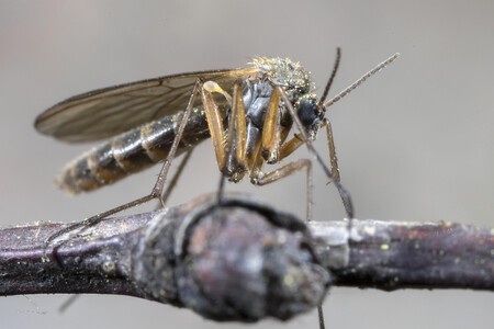 The Mosquito 4200280 1280