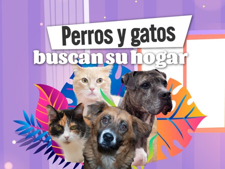 Perros Y Gatos 2