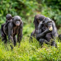 Eles compartilham quase todo o DNA humano, vivem em sociedades lideradas por fêmeas e evitam a violência 