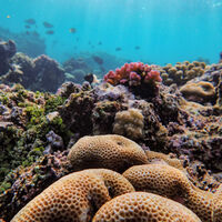Una década después de empezar a criar coral en laboratorio, estas científicas mexicanas ya lo ven reproducirse solo en el Caribe 