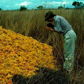 En 1997, cubrieron por completo un páramo en Costa Rica con 12.000 toneladas de cáscaras de naranja. 16 años después nadie conseguía reconocer el paisaje de este Patrimonio de la Humanidad 