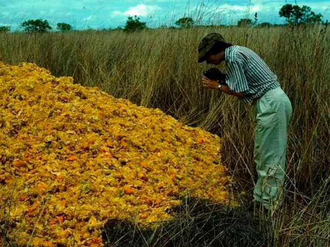 Naranjas