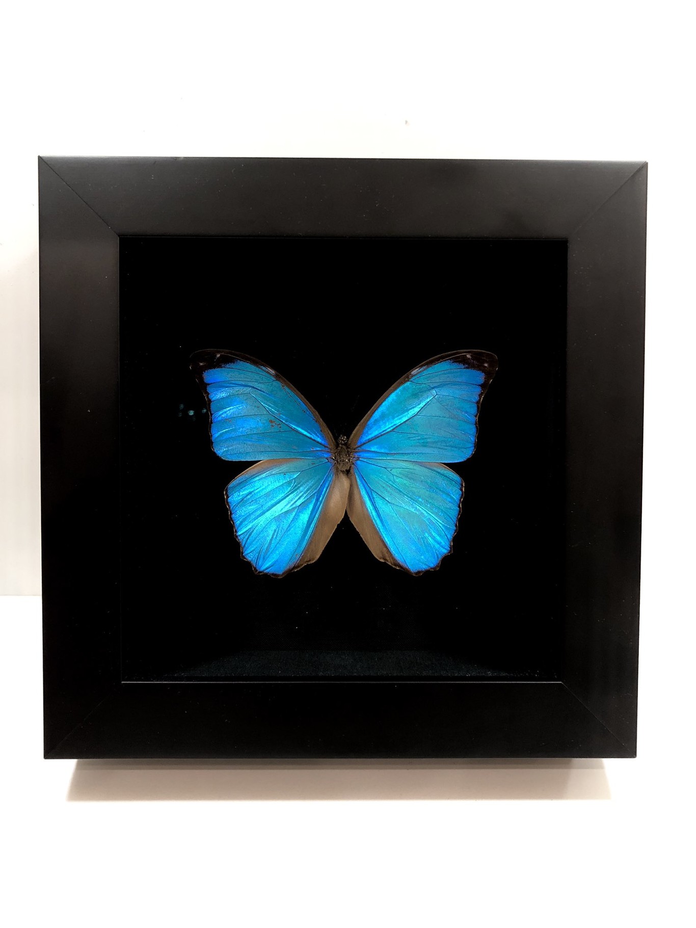 Mariposa