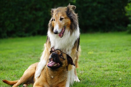 Perros seguros RC terceros