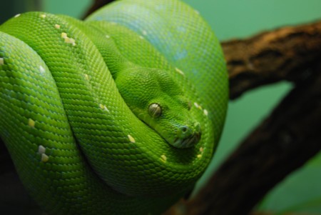 Reaccionar a la serpiente antes de verla: la reacción automática al miedo
