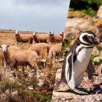 Una estancia llegó a tener 40.000 ovejas en Santa Cruz: hoy sus 62.000 hectáreas albergan más de 40.000 parejas de pingüinos 