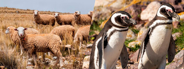 Una estancia llegó a tener 40.000 ovejas en Santa Cruz: hoy sus 62.000 hectáreas albergan más de 40.000 parejas de pingüinos 