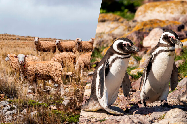 Pinguinos 2