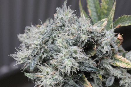 El perfil genético de tu esperma puede quedar alterado cuando te expones a cannabis