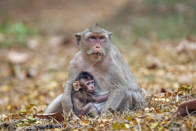 Long Tailed Macaque Macaca Fascicularis Female Feeding Baby Angkor 1