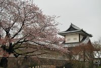 Calendario 2012 para contemplar los cerezos en flor en Japón