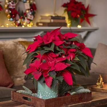 Lidl lanza hoy la alternativa a la Flor de Pascua de siempre: es más decorativa e impactante 