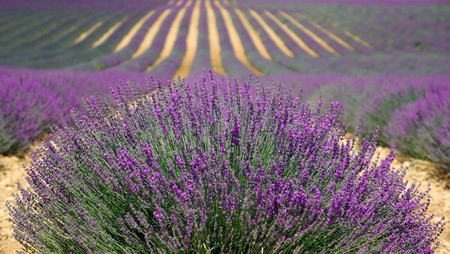 Lavender 894919 1920