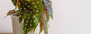 Dile adiós a los hongos y manchas blancas de tus plantas con una fórmula casera: fácil, sencilla y económica 