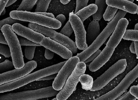Las 5 bacterias que más amenazan al ser humano
