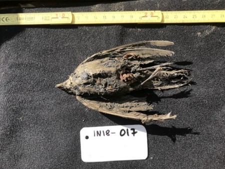 Este pájaro tiene 46.000 años y ha sido preservado en permafrost de Siberia