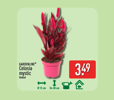 Aldi Celosia Shades