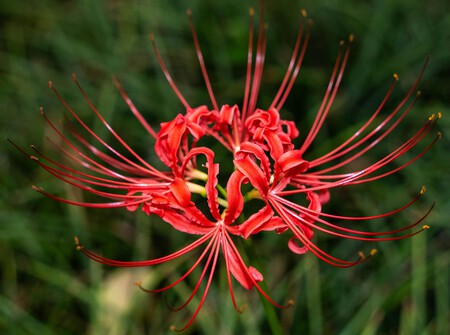 Pexels 2150004052 33986749flor araña.