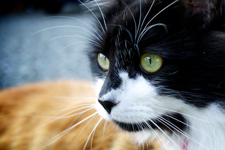 ¿Por qué los gatos mueven un poco el culo antes de dar un salto?