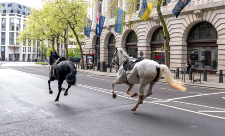 CABALLOS4