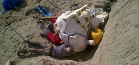 Se encuentra un cráneo de Tiranosaurio rex de más de 1.100 kilogramos