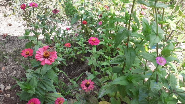 jardín con flores