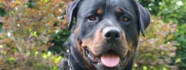 Jorge Jurado, Curro en 'Los Serrano', rescata a un rottweiler abandonado y le dirige esta dura carta a su dueño