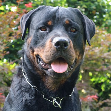 Jorge Jurado, Curro en 'Los Serrano', rescata a un rottweiler abandonado y le dirige esta dura carta a su dueño
