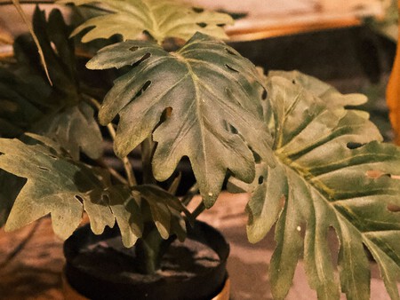 Plantas