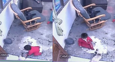 Animales protectores: una gata evita que un bebé se acerque a unas peligrosas escaleras en vídeo viral