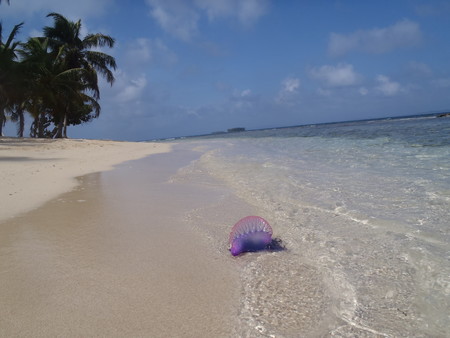 Todo lo que tienes que saber sobre las medusas y sus picaduras