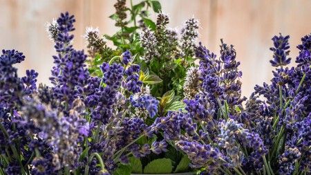 Lavanda